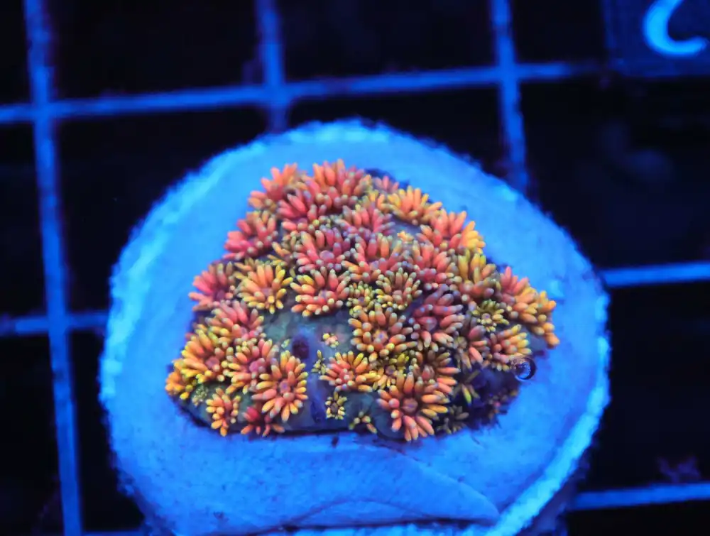 Z102 – - Saltwater