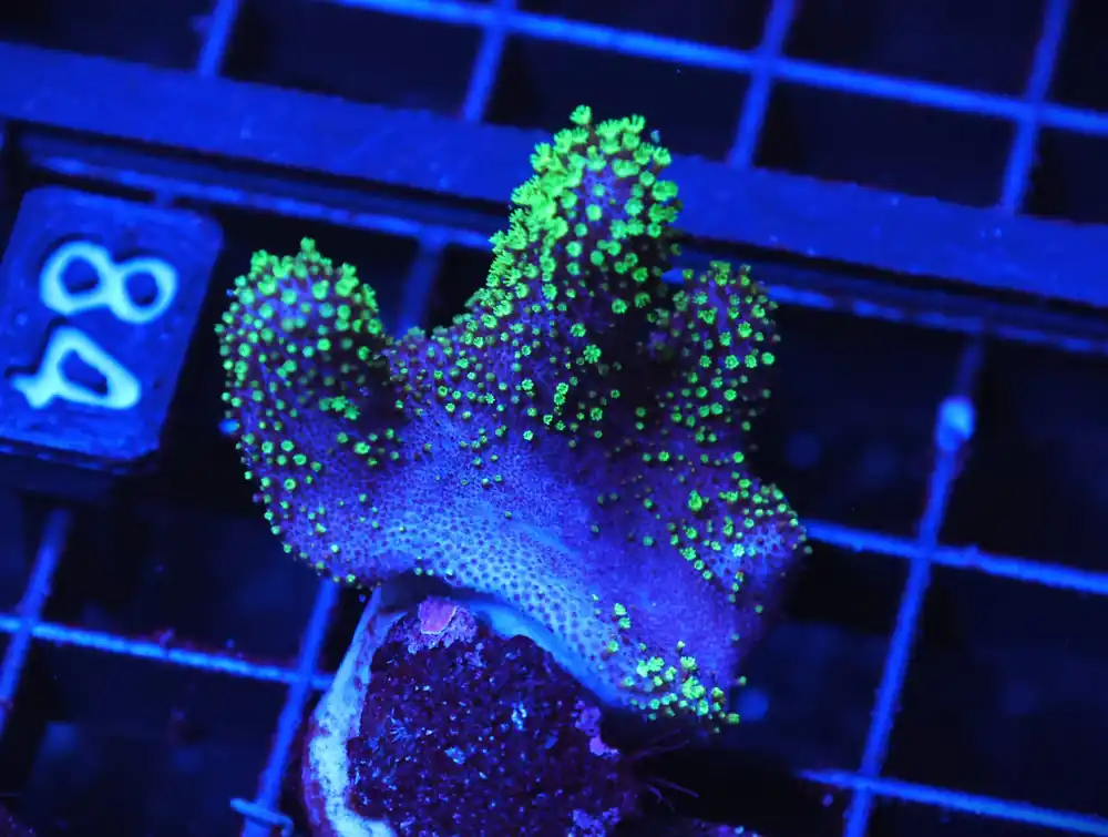 C84 – SDC ANTIMATTER ZOA/PALY (POLYP) - Saltwater