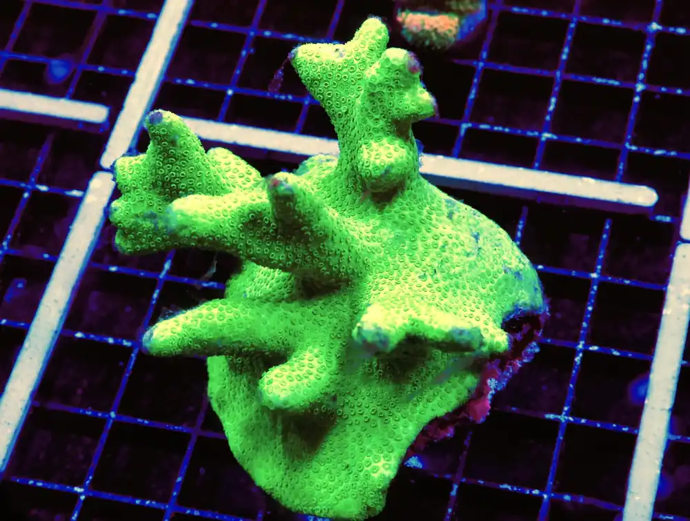 E88 – FIJI GREEN PORITES XL - Saltwater