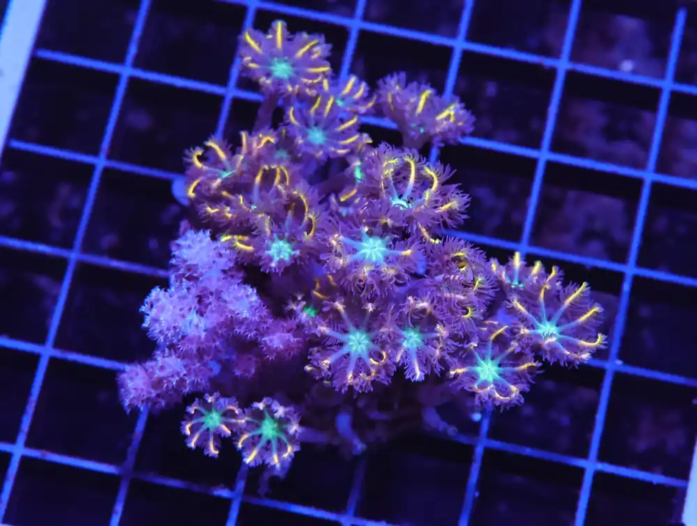 H123 – INDO GLOVE POLYP FIREWORKS - Saltwater