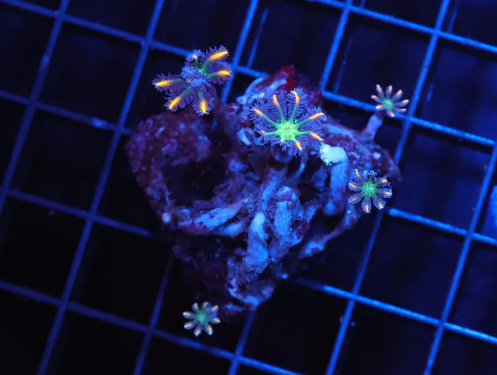 H87 – INDO GLOVE POLYP FIREWORKS - Saltwater