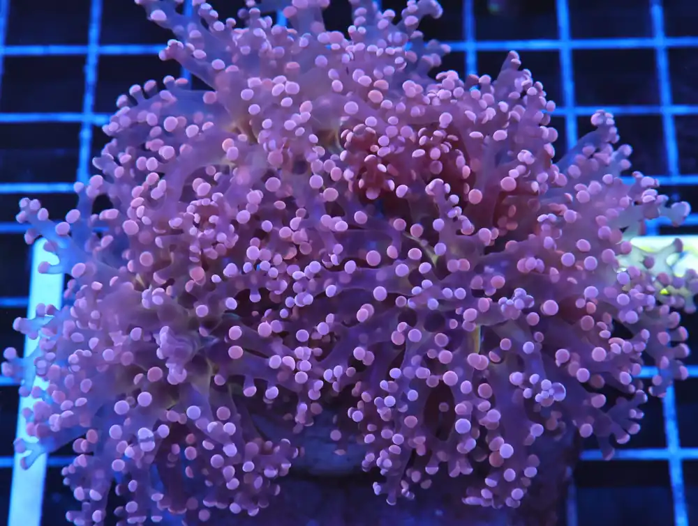 J28 – INDO FROGSPAWN BRANCH ORANGE 3 HEAD - Saltwater