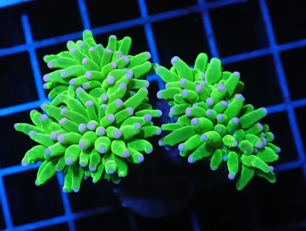 J95 – MALAYSIA TORCH COTTON CANDY 2 HEAD - Saltwater