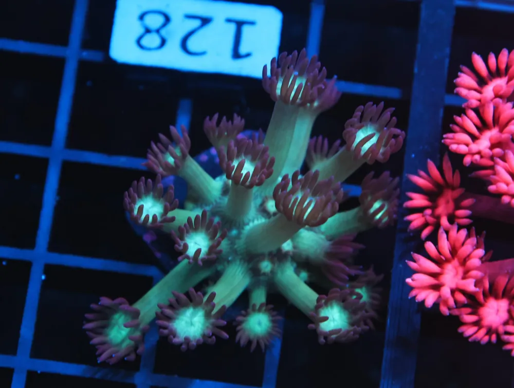 B128 – - Furnace B : Amazing variety of awesome corals every week!