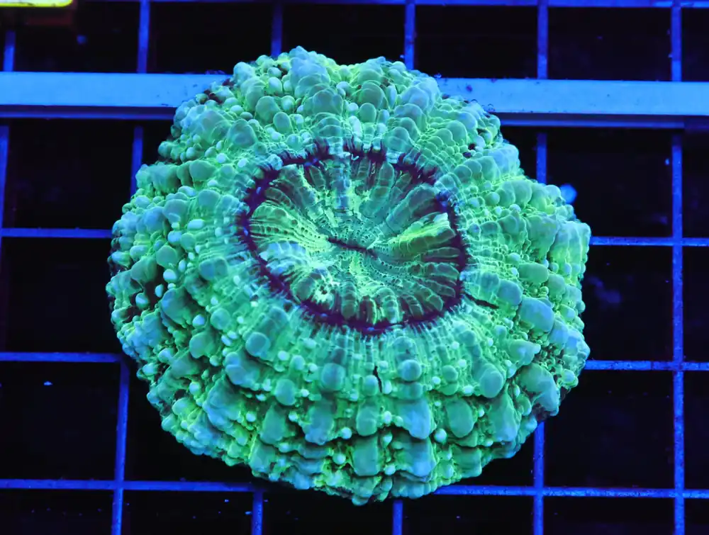 B17 – - Furnace B : Amazing variety of awesome corals every week!