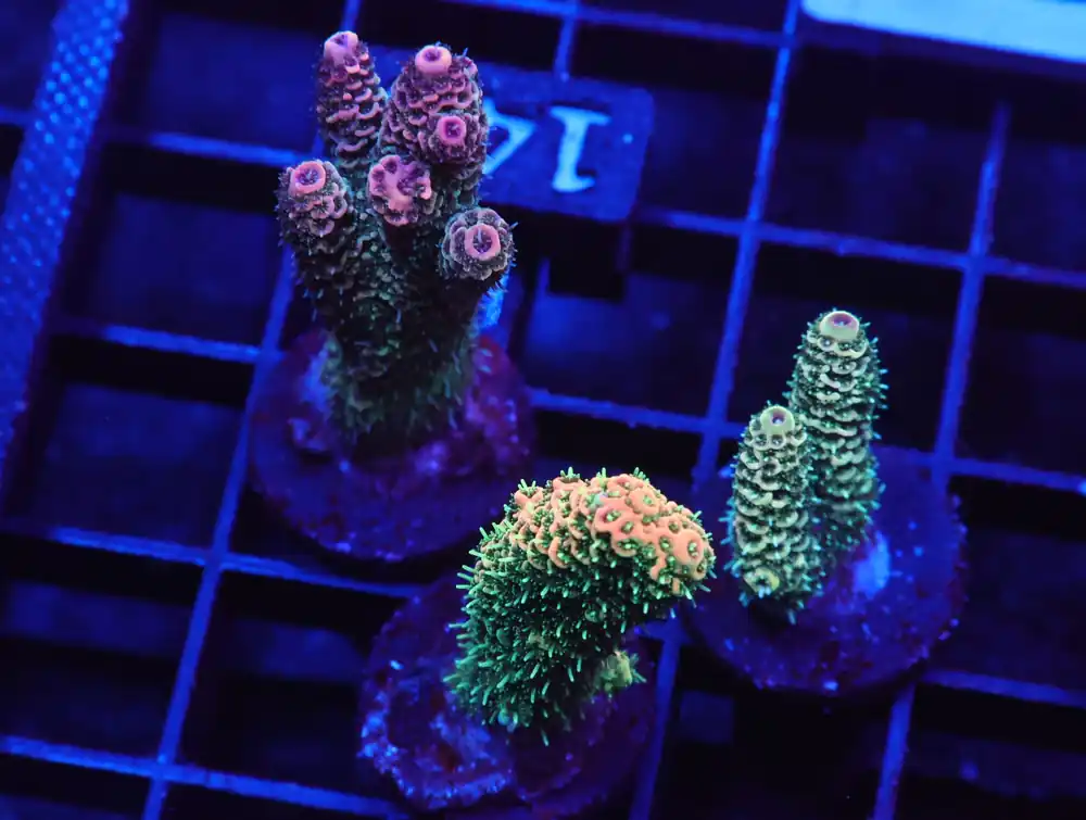 E148 – 3PK INDO ACRO PREMIUM MILLE CULTURED - Saltwater
