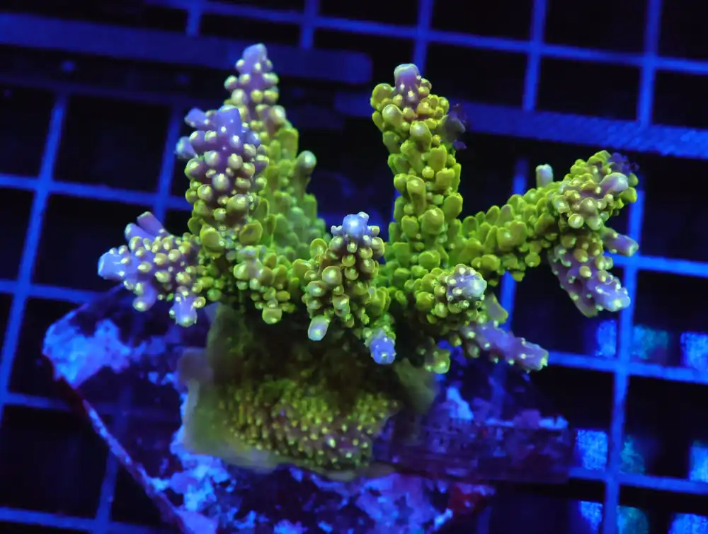 E63 – INDO ACRO PREMIUM STAGHORN CULTURED - Saltwater