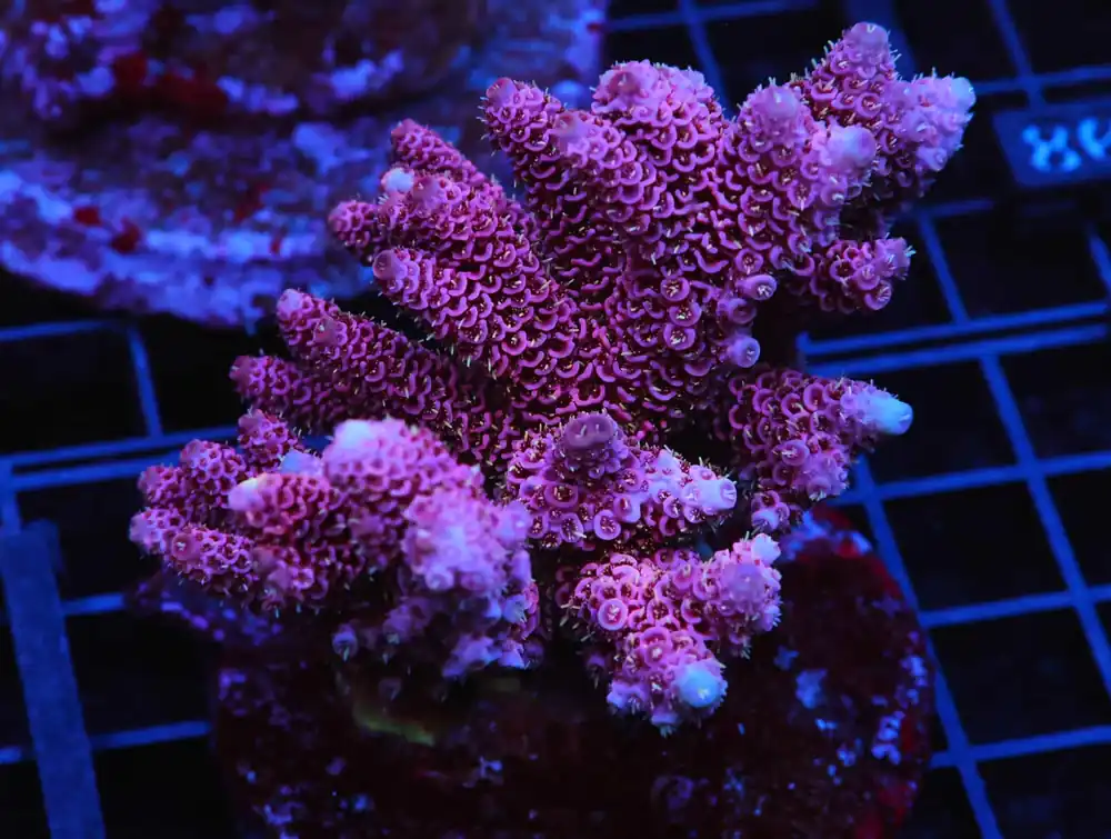 E74 – AUSSIE ACRO PINK TABLE - Saltwater