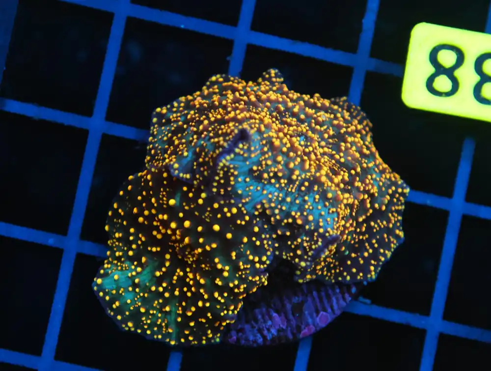 B138 – - Furnace B : Amazing variety of awesome corals every week!