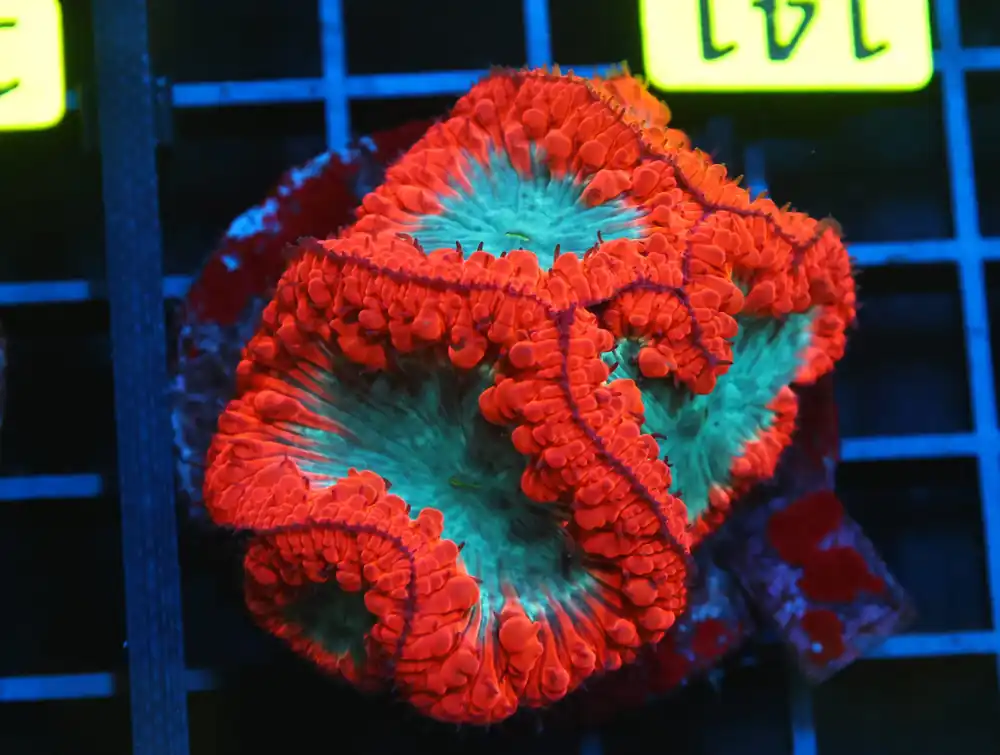 B141 – - Furnace B : Amazing variety of awesome corals every week!