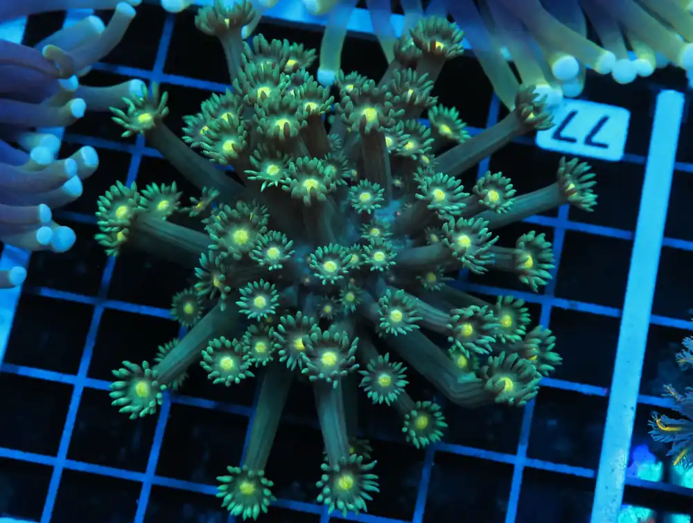 B77 – - Furnace B : Amazing variety of awesome corals every week!