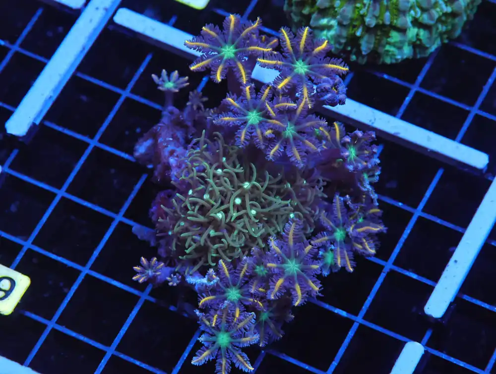 H19 – INDO GLOVE POLYP FIREWORKS - Saltwater