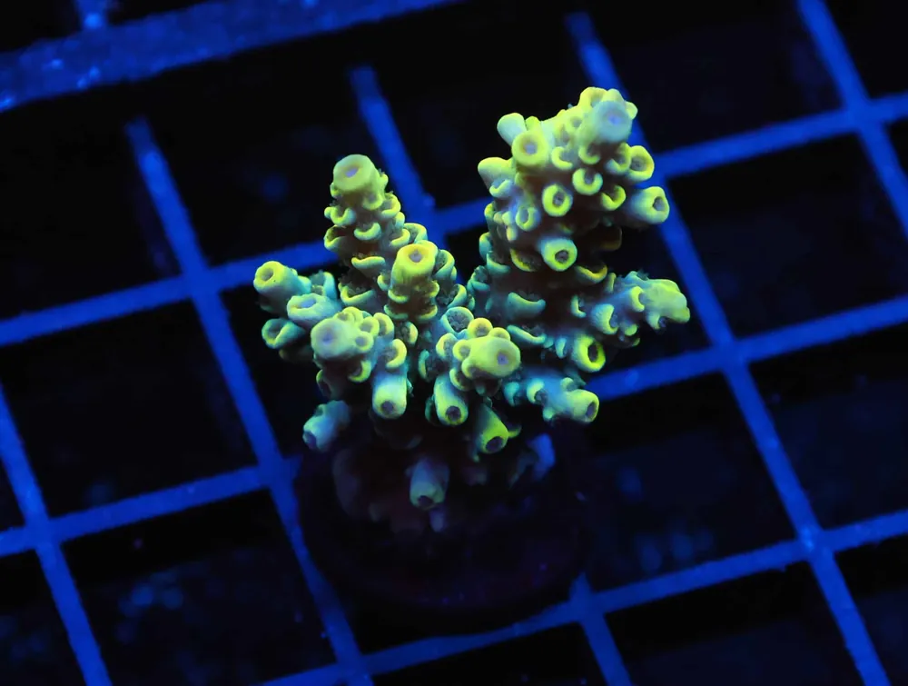 E65 – INDO ACRO RASPBERRY MILLE CULTURED - Saltwater