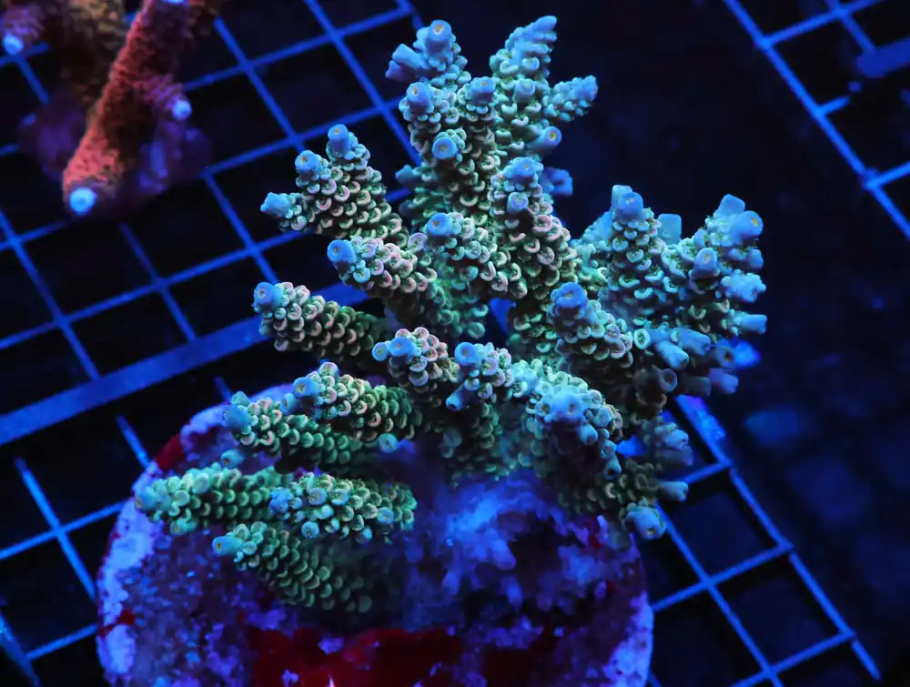 E86 – AUSSIE ACRO PURPLE GREEN XL - Saltwater
