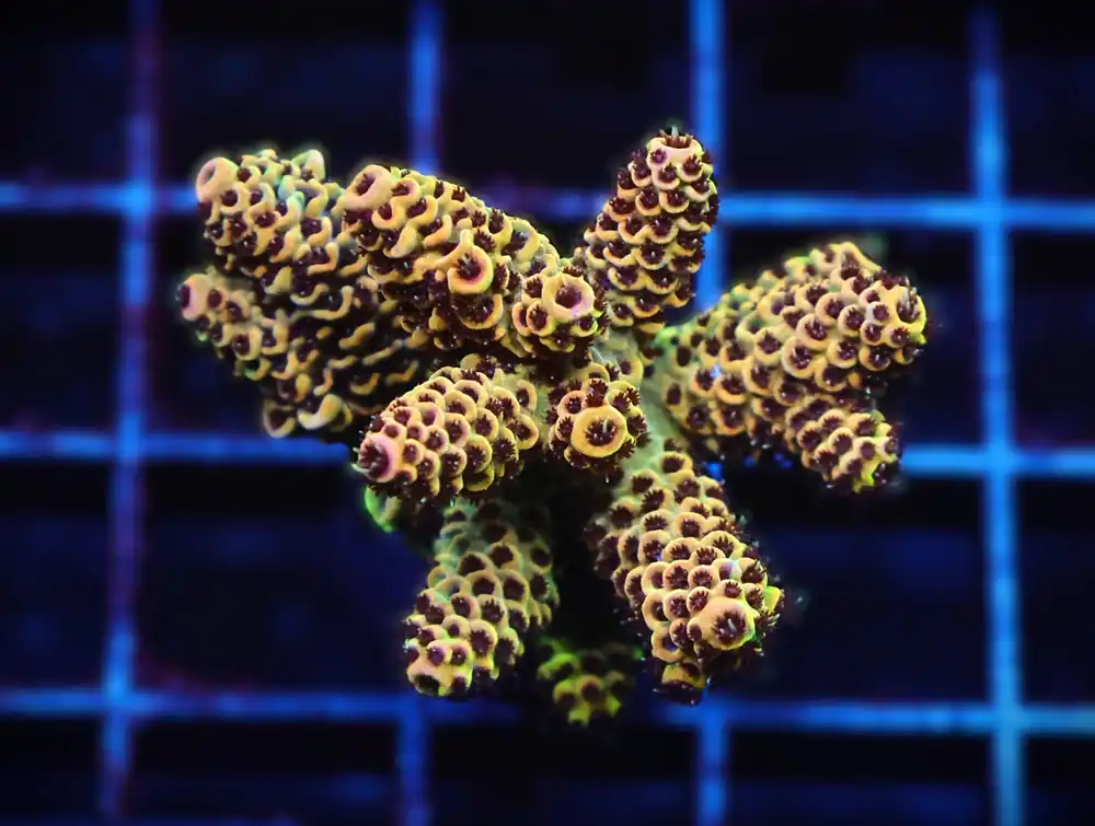 C119 – SDC MARTIAN SUNSET ACRO - Saltwater