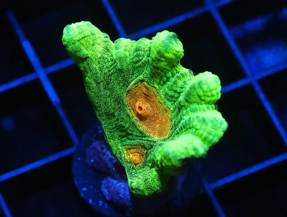 C67 – SDC SHOCKWAVE GALAXEA - Saltwater