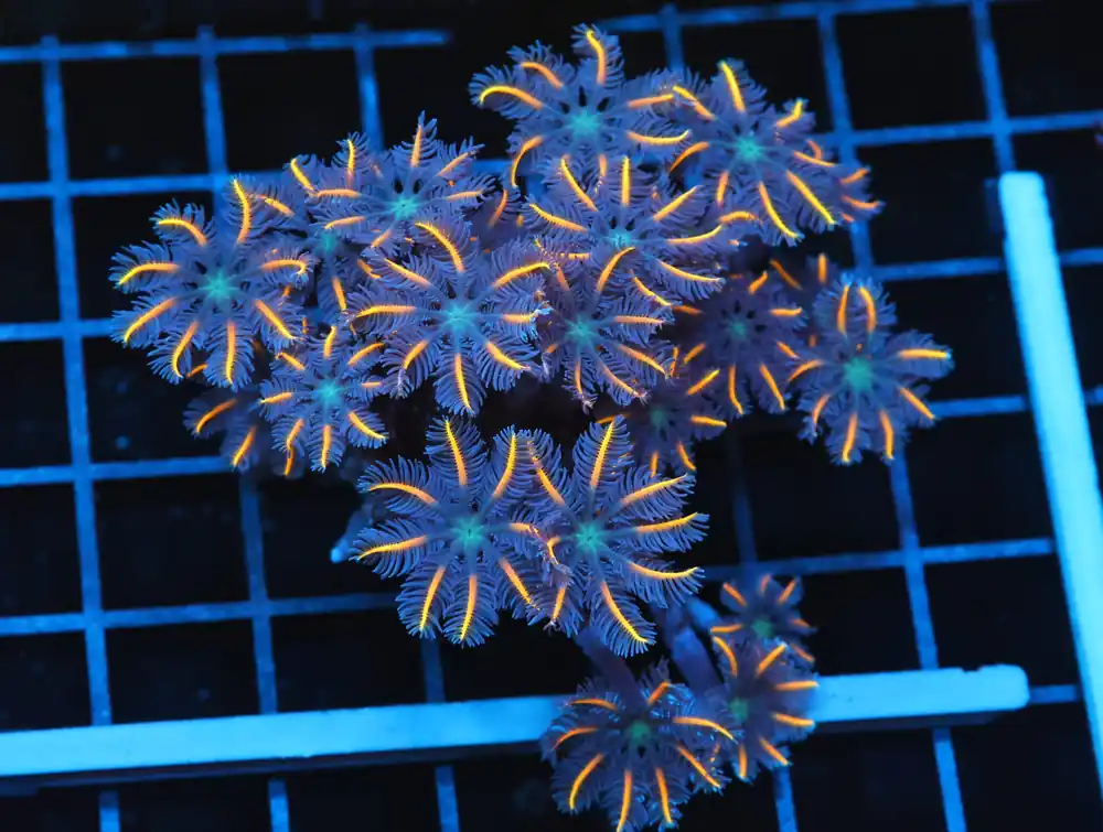 B112 – INDO BARBIE”S GONIOPORA - Furnace B : Amazing variety of awesome corals every week!