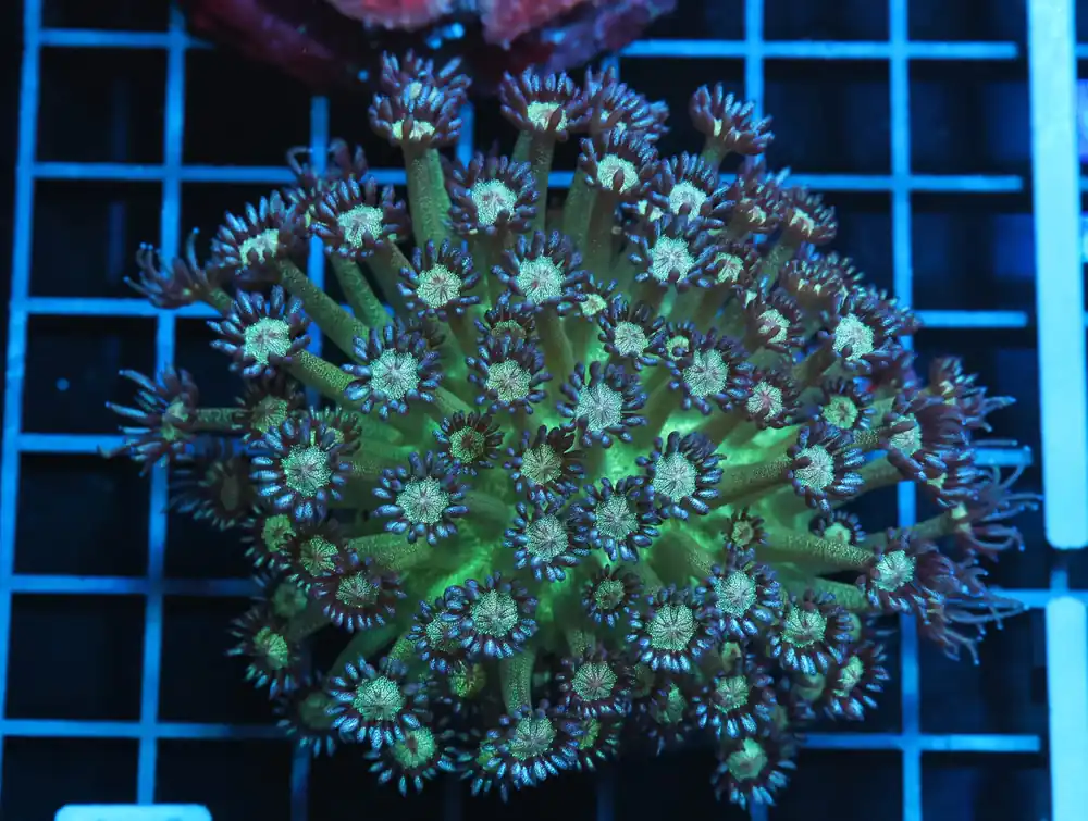 B06 – - Furnace B : Amazing variety of awesome corals every week!