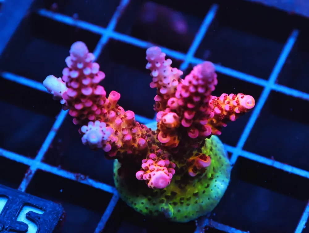 C115 – TGC CREAMSICLE ACRO - Saltwater