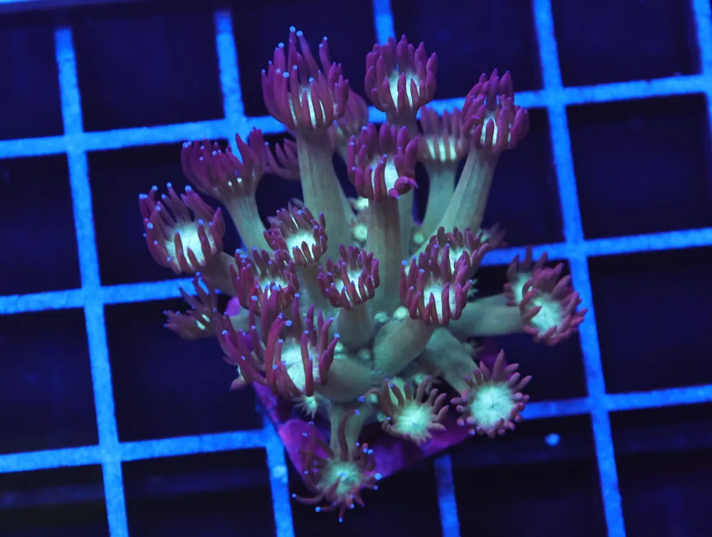 B99 -FIRE AND ICE GONIOPORA
