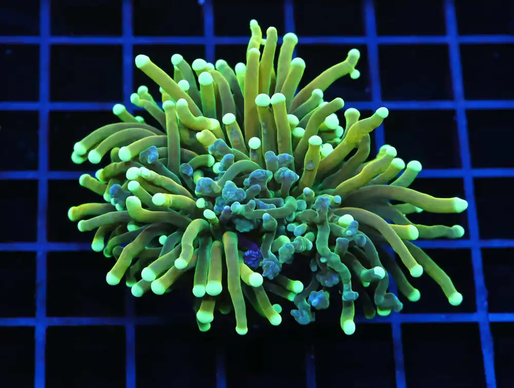 J68 – INDO TORCH GREEN VARIANT 5 HEAD - Saltwater