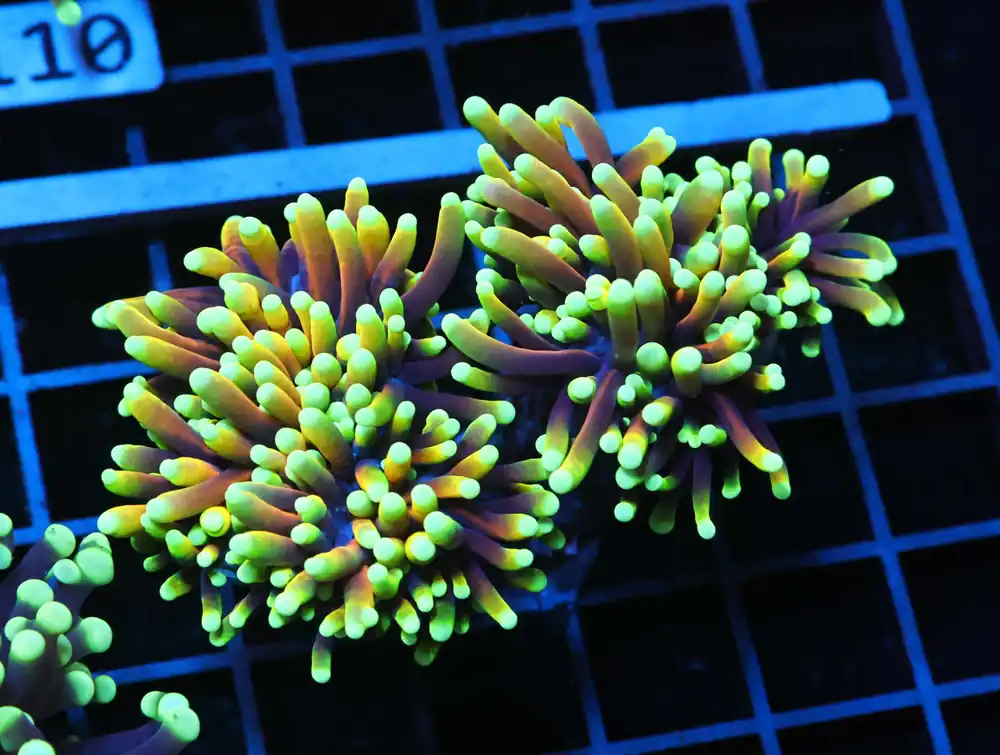 J105 – INDO TORCH TIGER VARIENT 1 HEAD - Saltwater