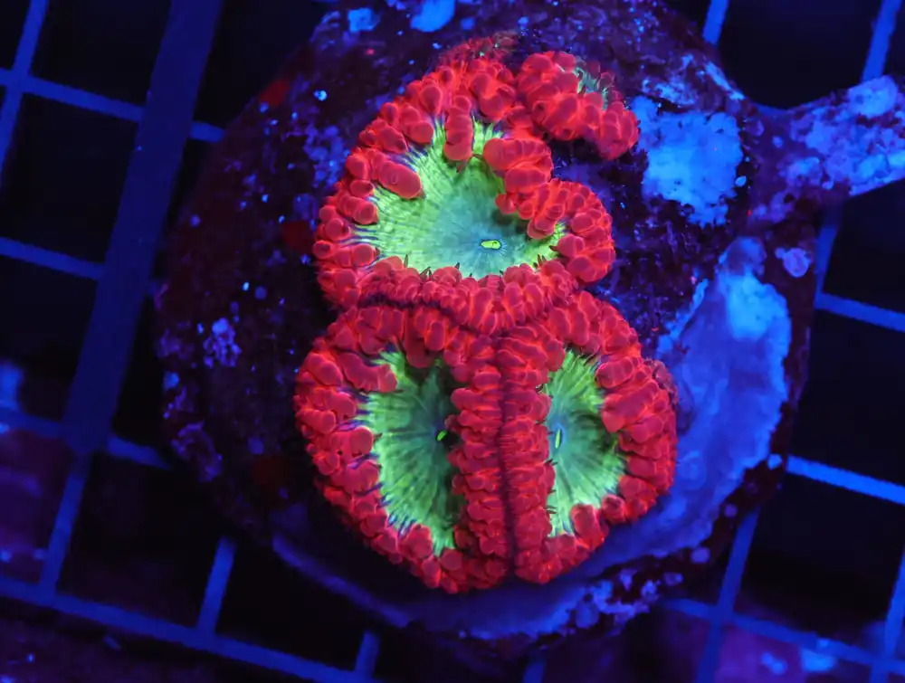 B155 – INDO CRIMSON GLOWLIGHT BLASTO - Furnace B : Amazing variety of awesome corals every week!