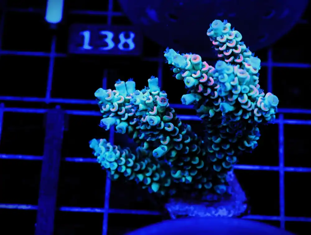C131 – SDC ACROPORA ASST. PREMIUM TENUIS - Saltwater