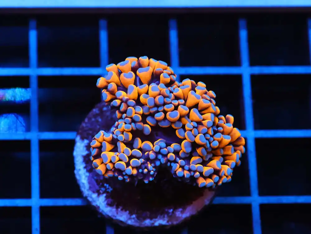 J40 – MALAYSIA TORCH COTTON CANDY 4 HEAD - Saltwater