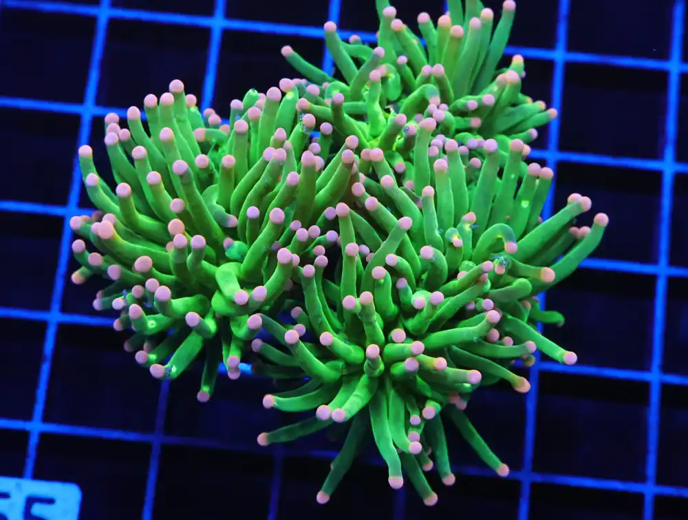 D65 – INDO TORCH GREEN VARIANT 3 HEAD - Saltwater