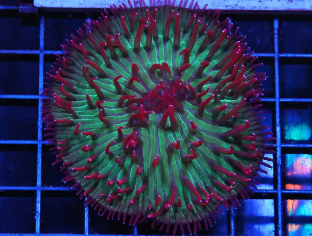 H45 – MALAYSIAN RED SPLASH ACANTHOPHYLLIA - Saltwater