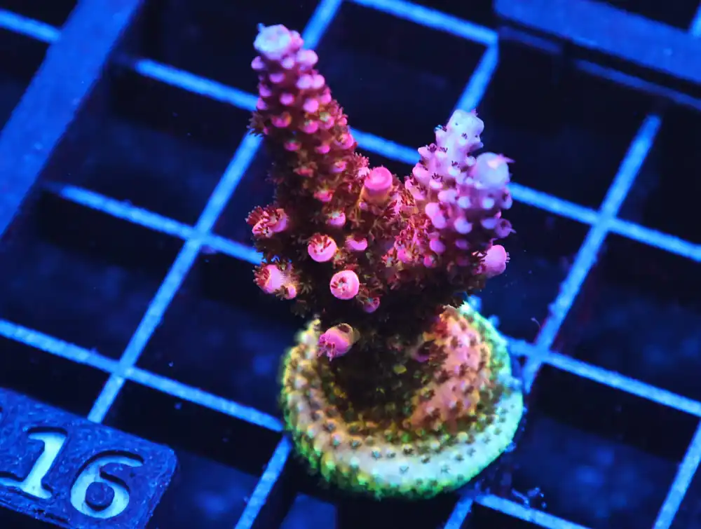 C116 – SDC RAINBOW ROMMELS ACRO L-XL FRAG