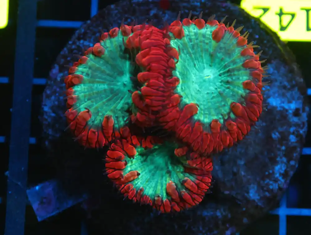 B142 – INDO CRIMSON GLOWLIGHT BLASTO - Furnace B : Amazing variety of awesome corals every week!