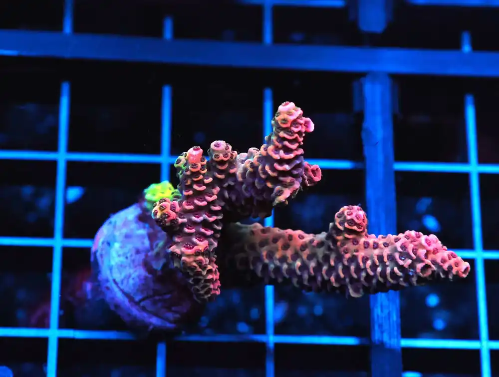 C118 – SDC RAINBOW LOOM ACRO LG FRAG - Saltwater