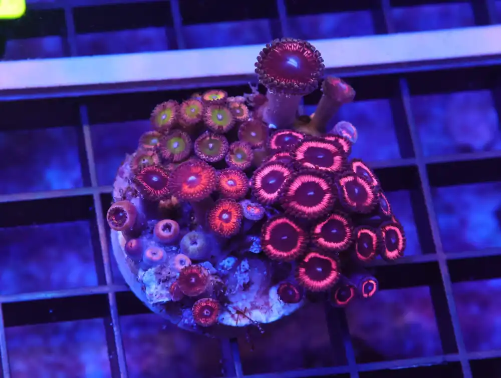 K59 – INDO ULTRA COMBO ZOA CULTURED - Saltwater