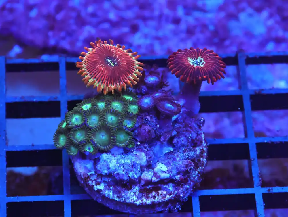 X103 – INDO ULTRA COMBO ZOA CULTURED - Saltwater