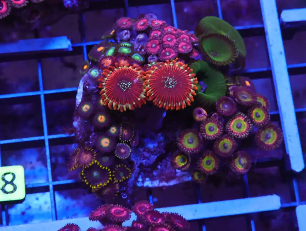 X48 – INDO ULTRA COMBO ZOA CULTURED - Saltwater