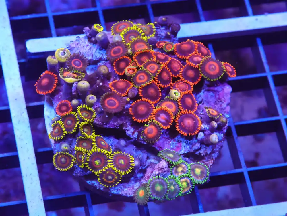 X25 – INDO ULTRA COMBO ZOA CULTURED - Saltwater