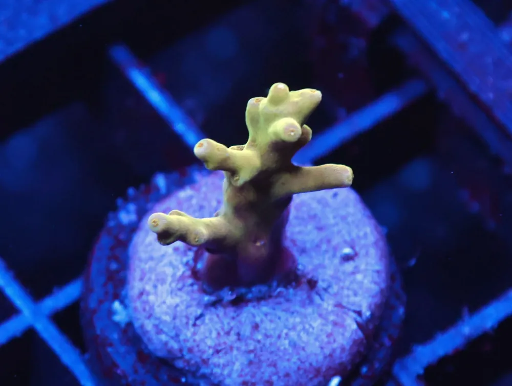 C261 – SDC GOLD DRAGON ACRO - Saltwater
