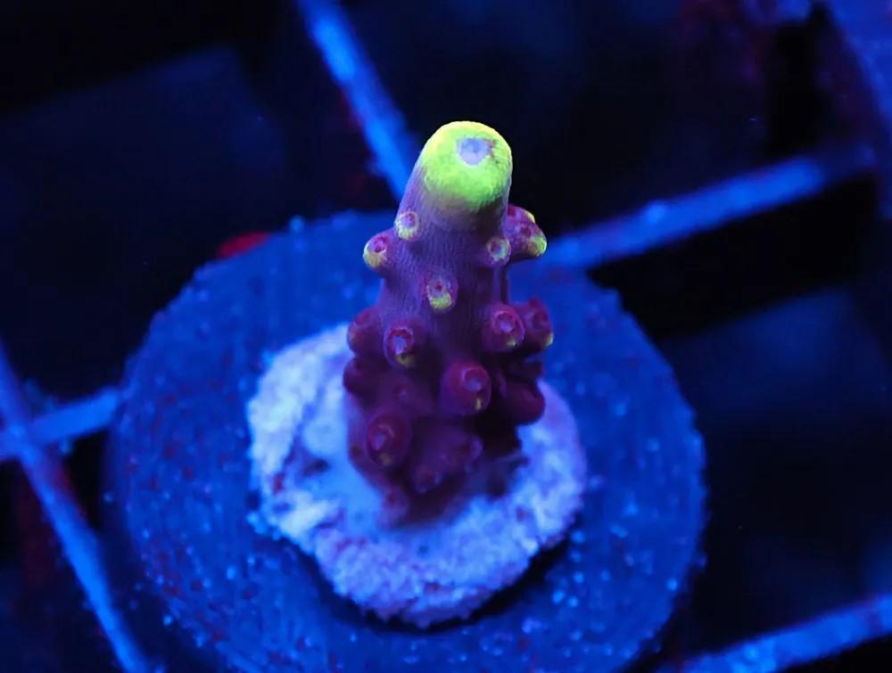 C263 – SDC FOX FLAME ACRO - Saltwater