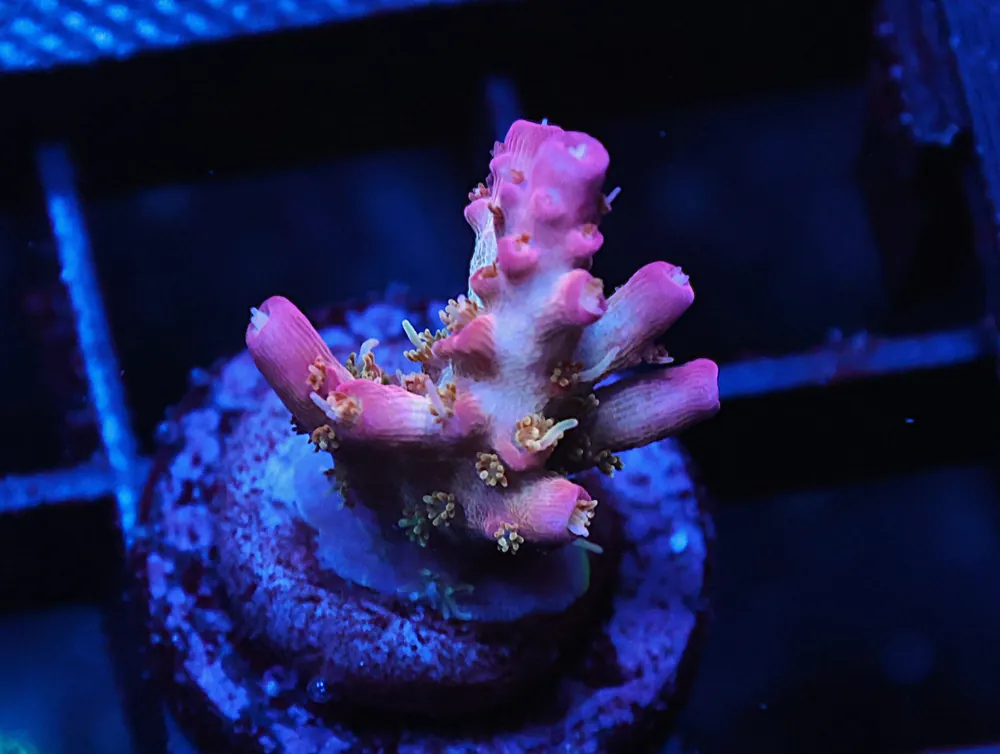 C265 – SDC TWISTED SISTER ACRO - Saltwater