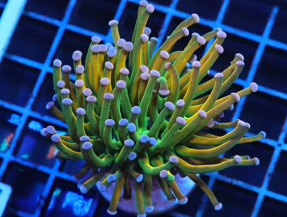 J57 – MALAYSIA TORCH HOLY GRAIL 1 HEAD - Saltwater