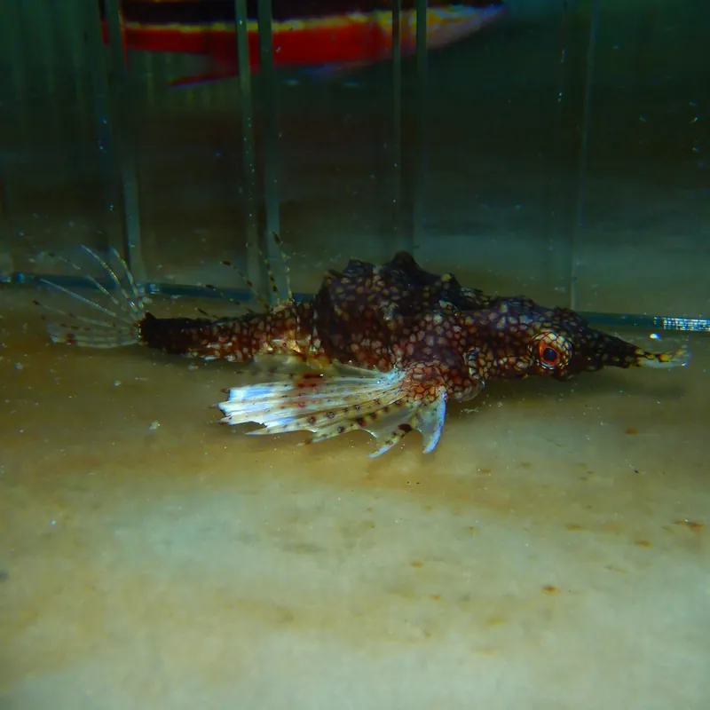F11 – SEA MOTH 2 INCH - Saltwater