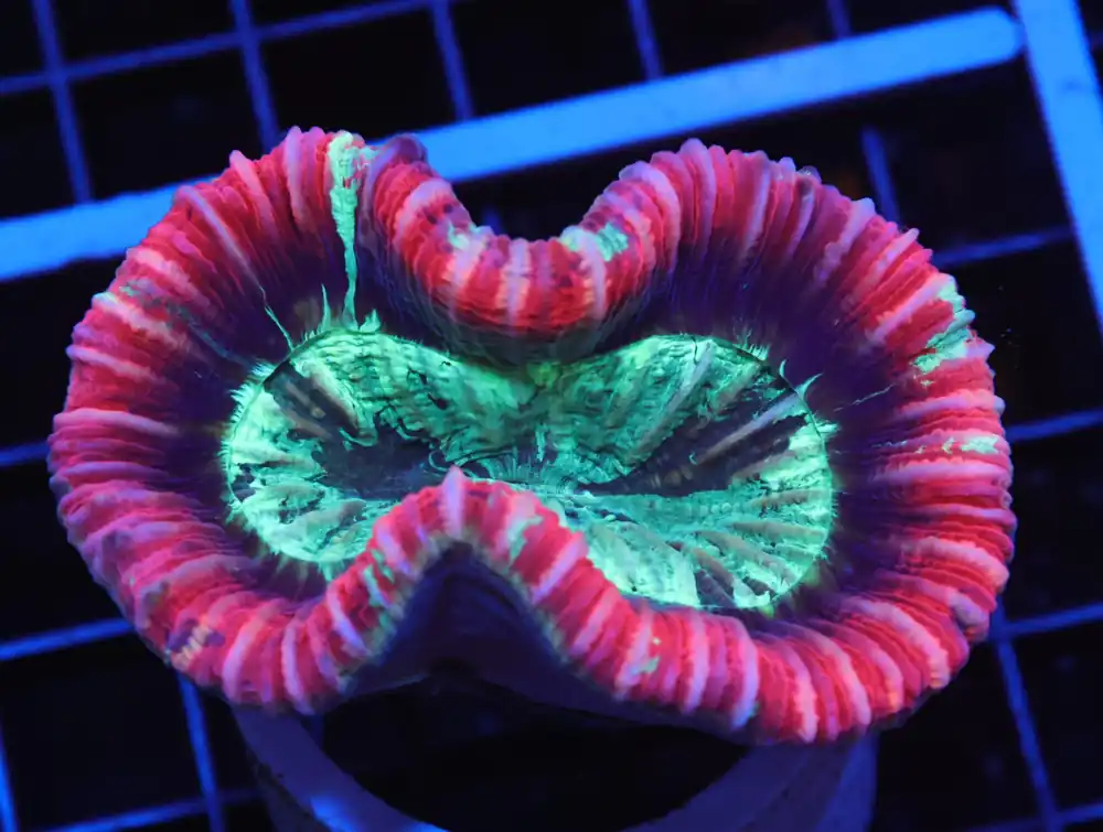 H14 – TIGER RED RIM TRACHY - Saltwater