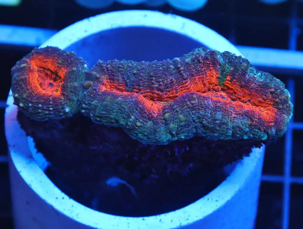 H17 – INDO ORANGE CORE LOBO - Saltwater