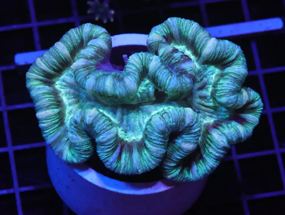 H103 – MINT SWIRL TRACHY - Saltwater