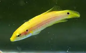 Twospot (Candy) Hogfish – Bodianus bimaculatus