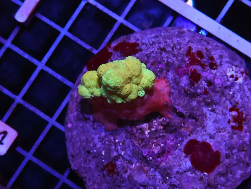 H94 – MINT SWIRL TRACHY - Saltwater