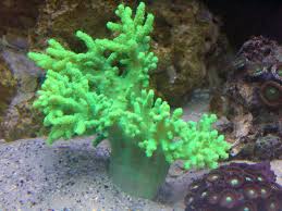 Rasta Leather Coral; Super; Australia - Sinularia sp. w/scleractinia