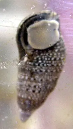 Cerith Snail – Cerith sp. - Invertebrates